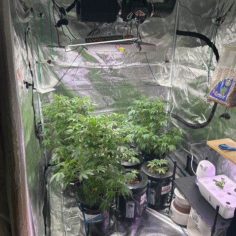 1st Grow growlog photo: Gone for a week