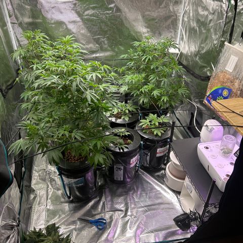 1st Grow growlog photo: Trimmed them down before leaving for out of town 