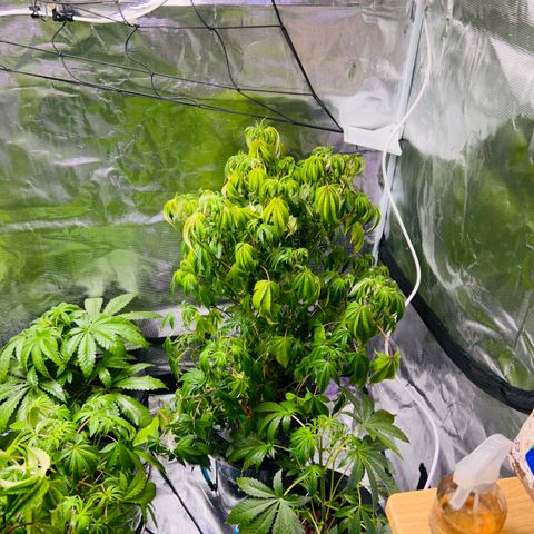 1st Grow growlog photo: Babies are bad after of week of me out of town 