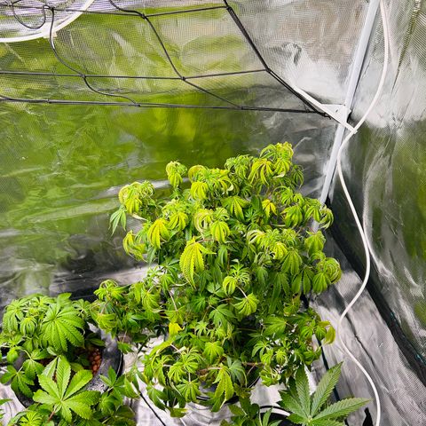 1st Grow growlog photo: Sick babies still