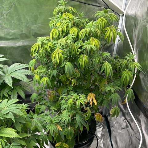 1st Grow growlog photo: Get better babies