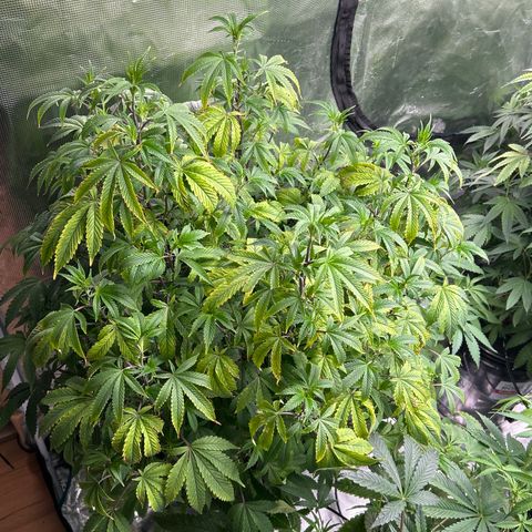 1st Grow growlog photo: Get better babies