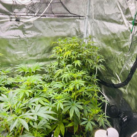 1st Grow growlog photo: They came back after a week of working with em 