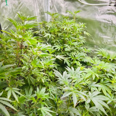 1st Grow growlog photo: They came back after a week of working with em 