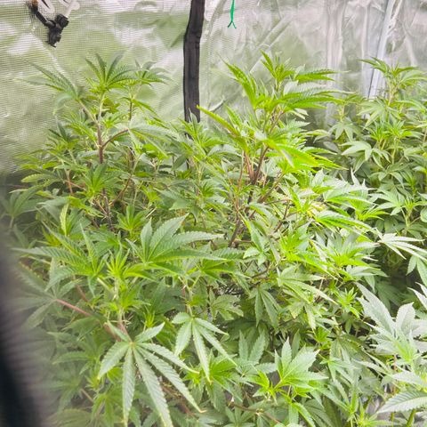 1st Grow growlog photo: They came back after a week of working with em 