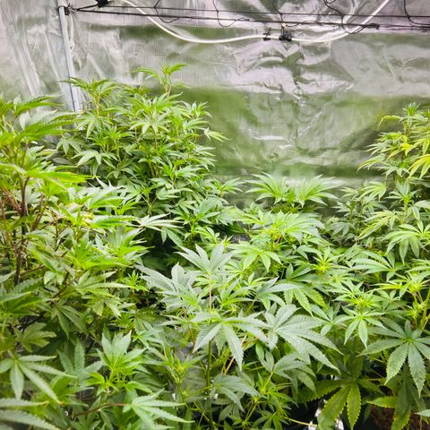 1st Grow growlog photo: They came back after a week of working with em 
