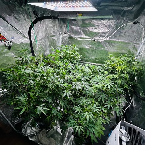1st Grow growlog photo: The comeback was some work omg