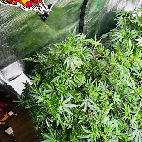1st Grow growlog photo: The comeback was some work omg
