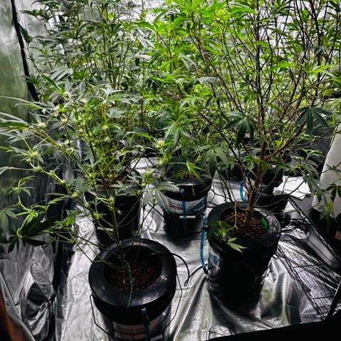 1st Grow growlog photo: Defoliation 
