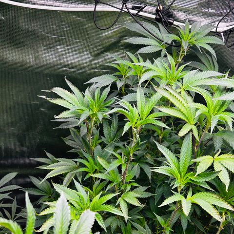 1st Grow growlog photo: Defoliation 