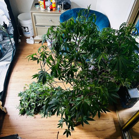 1st Grow growlog photo: Defoliation 