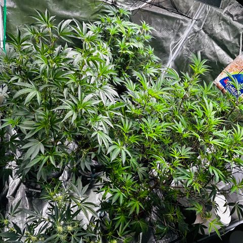 1st Grow growlog photo: Defoliation 