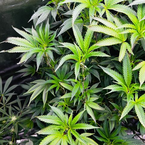 1st Grow growlog photo: Defoliation 