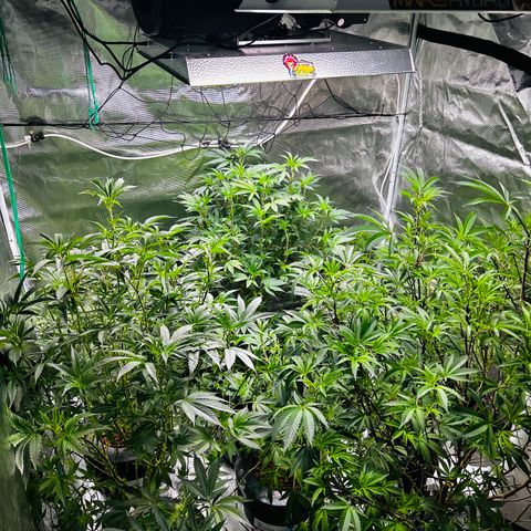 1st Grow growlog photo: Defoliation 