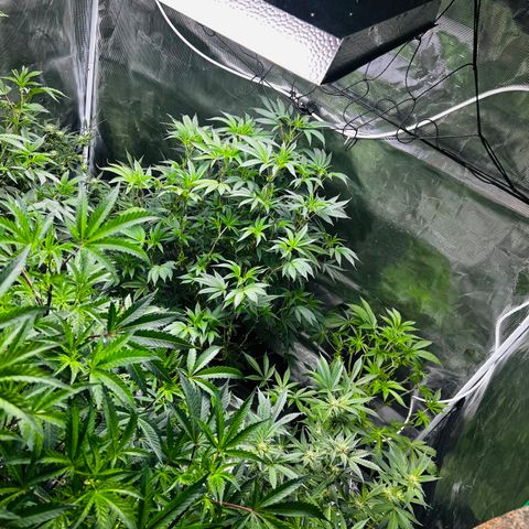 1st Grow growlog photo: Defoliation 