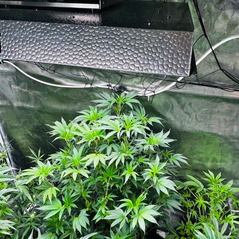 1st Grow growlog photo: Defoliation 