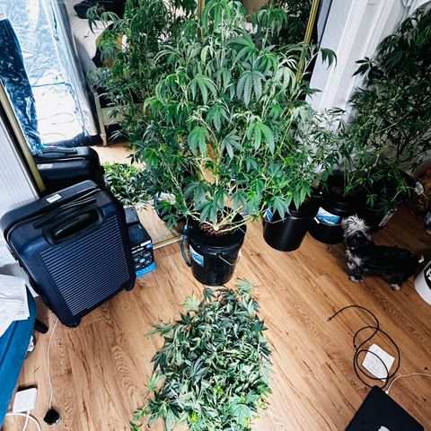 1st Grow growlog photo: Defoliation 