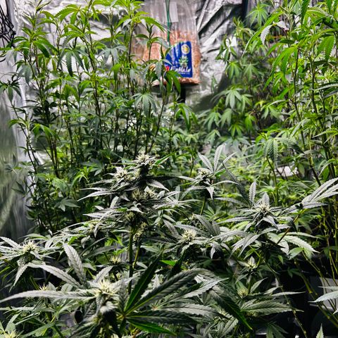 1st Grow growlog timeline photo