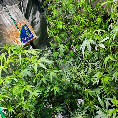 1st Grow growlog timeline photo