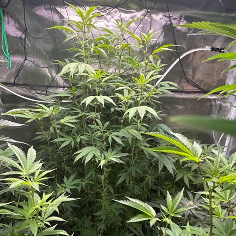 1st Grow growlog photo: Tall ladies flowering