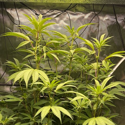 1st Grow growlog photo: Tall ladies flowering