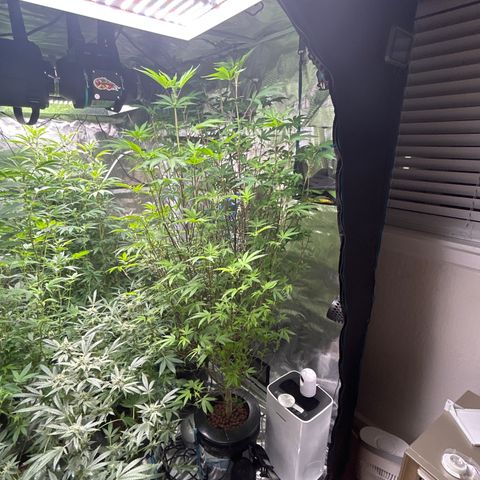 1st Grow growlog photo: Tall ladies flowering