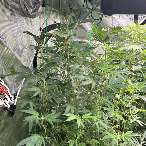 1st Grow growlog photo: Tall ladies flowering