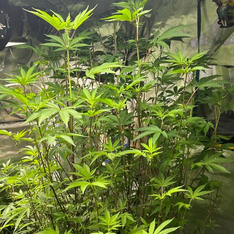 1st Grow growlog photo: Tall ladies flowering