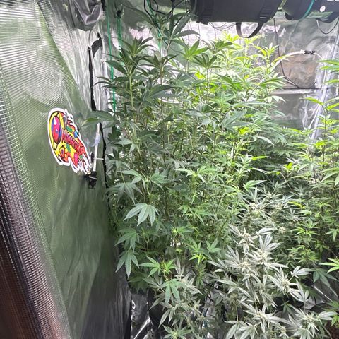 1st Grow growlog photo: Tall ladies flowering