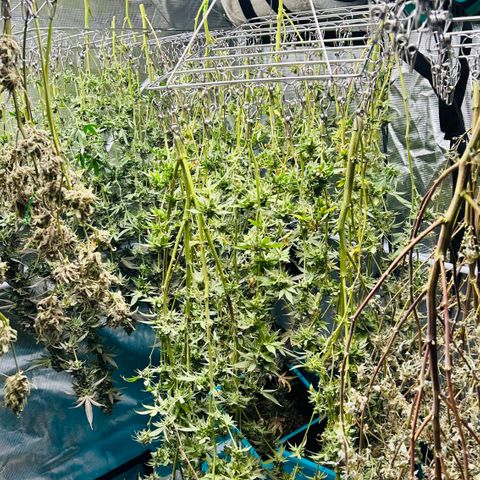 1st Grow growlog photo: Harvest day 