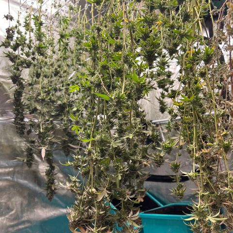 1st Grow growlog photo: Harvest day 