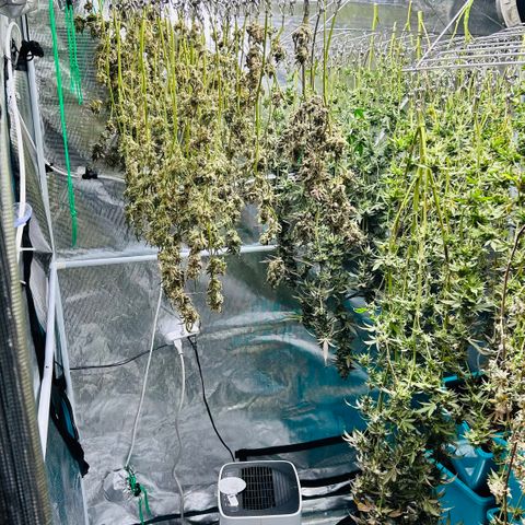 1st Grow growlog photo: Harvest day 