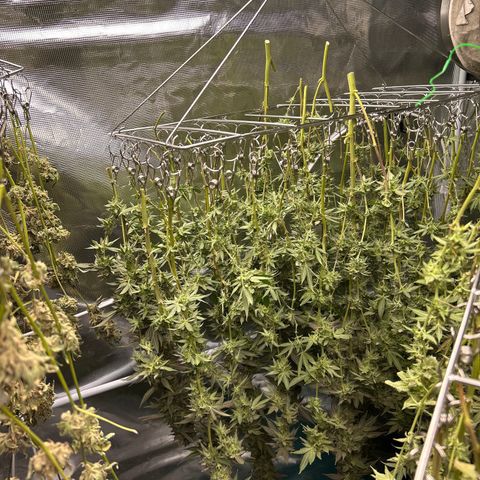 1st Grow growlog photo: Harvest day 
