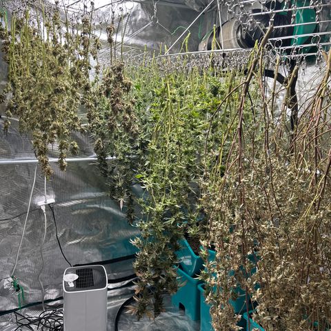 1st Grow growlog photo: Harvest day 