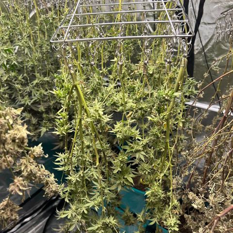 1st Grow growlog photo: Harvest day 