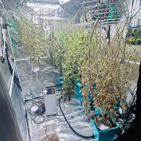 1st Grow growlog photo: Harvest day 
