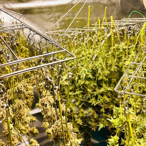 1st Grow growlog photo: Harvest day 