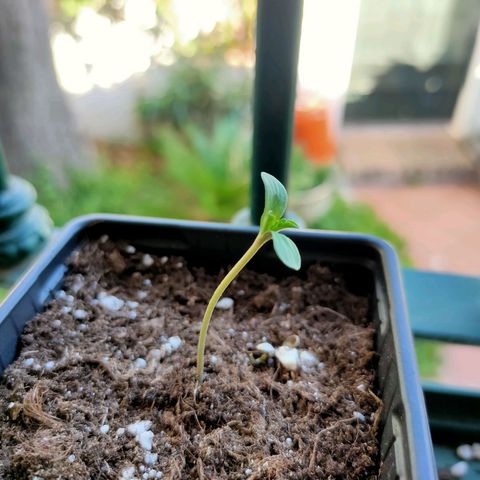 Mango Cream growlog timeline photo