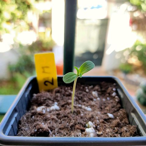 Mango Cream growlog timeline photo
