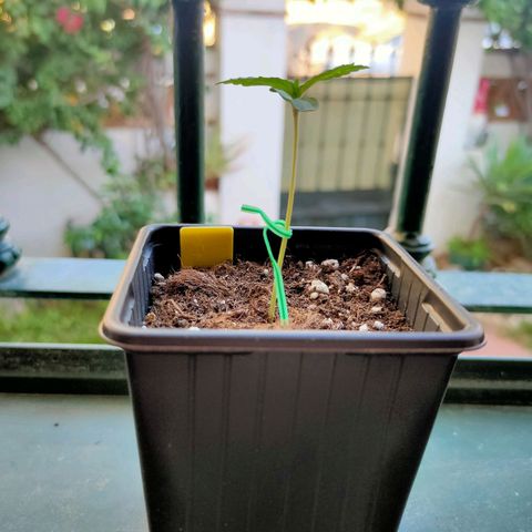 Mango Cream growlog timeline photo