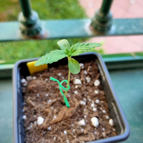 Mango Cream growlog timeline photo