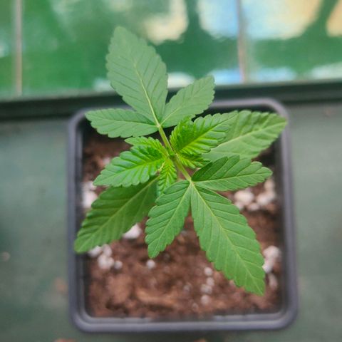 Mango Cream growlog timeline photo