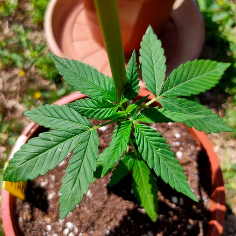 Mango Cream growlog timeline photo