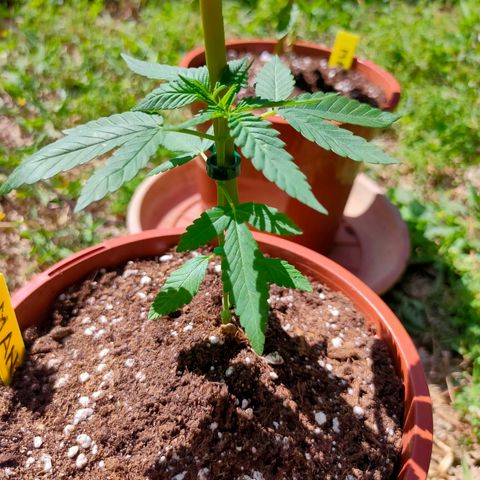 Mango Cream growlog timeline photo