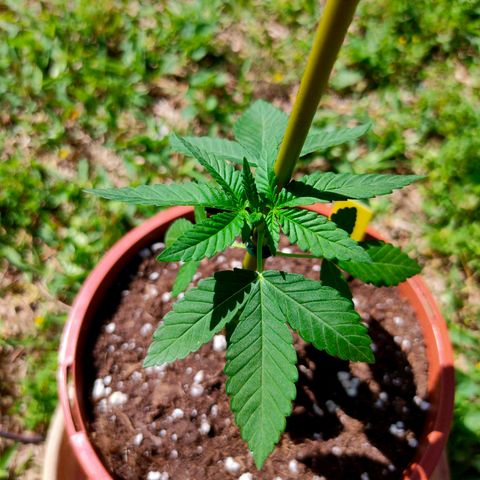Mango Cream growlog timeline photo