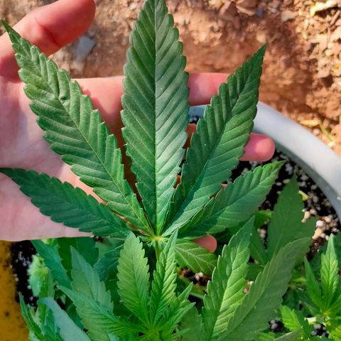 Mango Cream growlog timeline photo