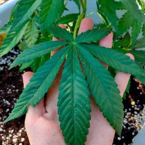 Mango Cream growlog timeline photo