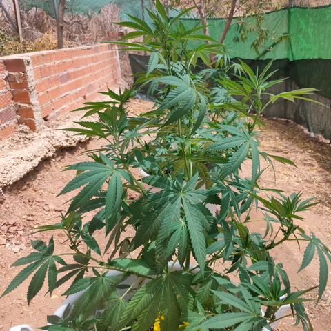 Mango Cream growlog timeline photo