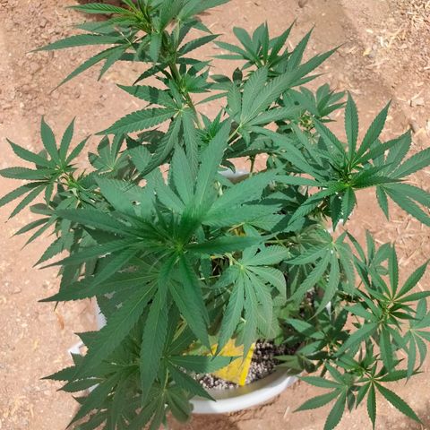 Mango Cream growlog timeline photo