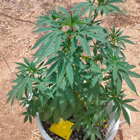 Mango Cream growlog timeline photo